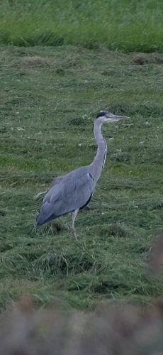 Grey Heron