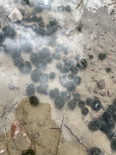 Mare's Eggs