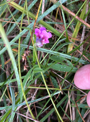 Lathyrus linifolius
