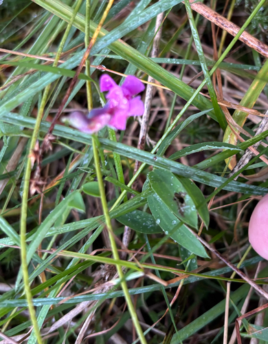 Lathyrus linifolius, photograph 2