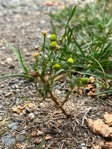 pineapple-weed
