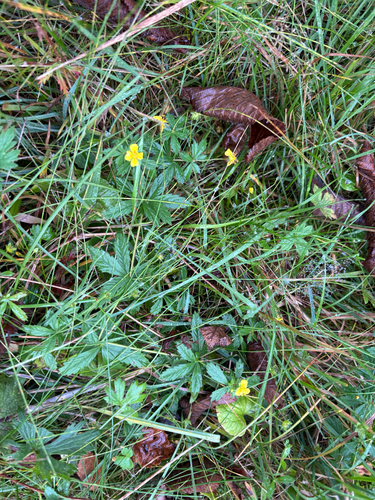 Potentilla erecta, photograph 4