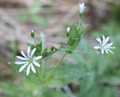 Stellaria nemorum