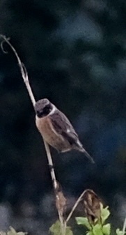 European Stonechat