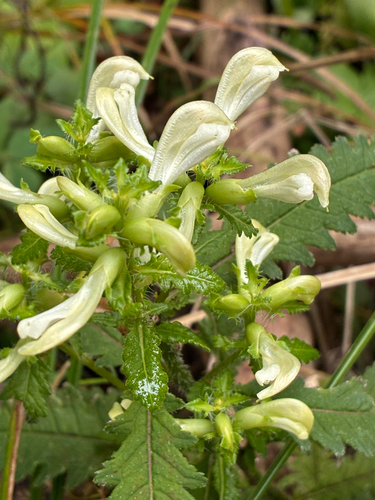 Pedicularis lanceolata, photograph 3
