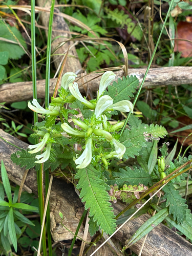 Pedicularis lanceolata