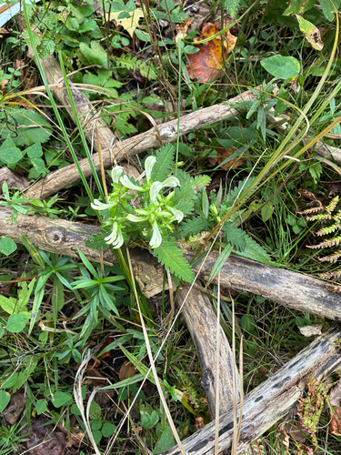 Pedicularis lanceolata, photograph 2