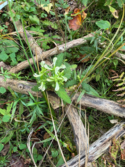 Pedicularis lanceolata, photograph (c) Daniel J. Layton, some rights reserved (CC BY)