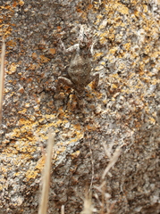Agamidae