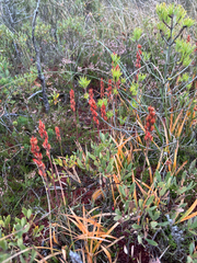 Narthecium ossifragum, photograph (c) Andreas Schneider, some rights reserved (CC BY)