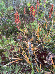Narthecium ossifragum, photograph (c) Andreas Schneider, some rights reserved (CC BY)
