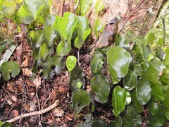Hymenophyllum nephrophyllum, photograph (c) Grey Smith, some rights reserved (CC BY)