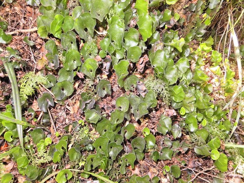 Hymenophyllum nephrophyllum, photograph 4