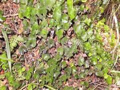Hymenophyllum nephrophyllum, photograph (c) Grey Smith, some rights reserved (CC BY)