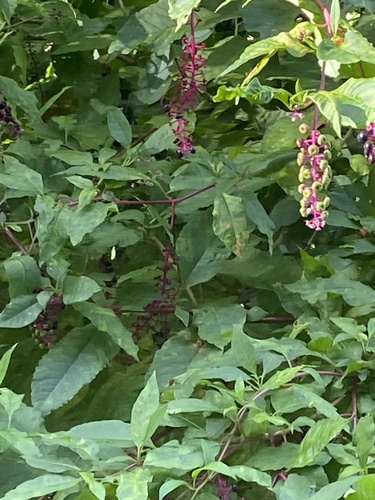 American pokeweed