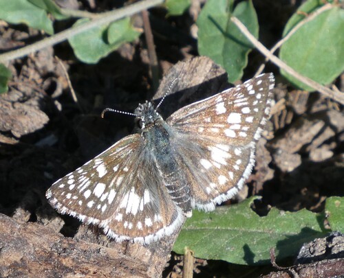 Common Checkered-Skipper