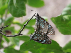 Tirumala septentrionis