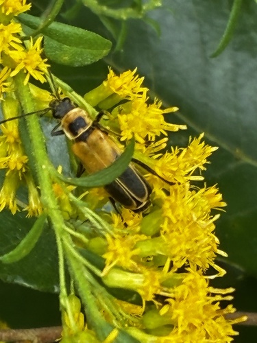 Goldenrod Soldier Beetle