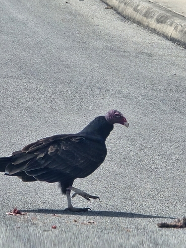 Turkey Vulture