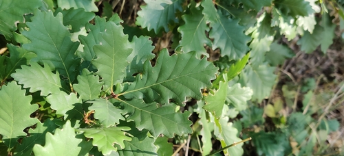 Quercus rosacea