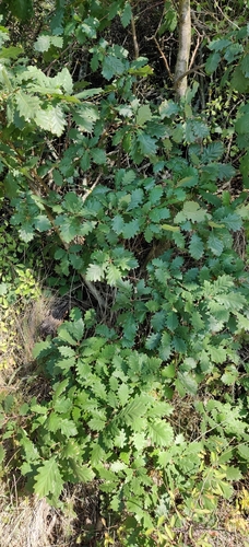 Quercus × rosacea, photograph 1