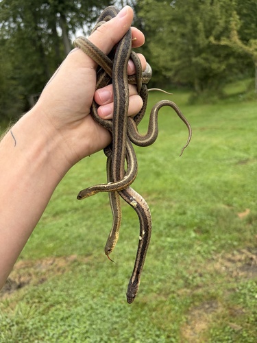 Eastern Garter Snake