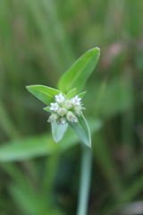 Oldenlandia cephalotes