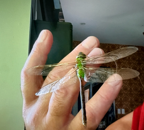 Common Green Darner