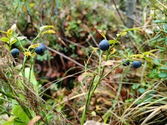 Vaccinium myrtillus, photograph (c) Полина Полежанкина, some rights reserved (CC BY)