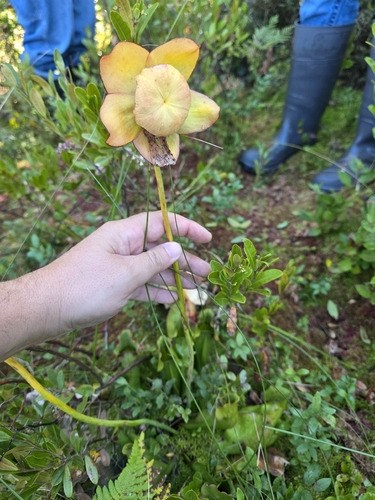 northern purple pitcher plant