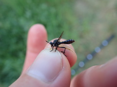 Dioctria atricapilla