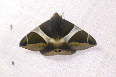Bastilla crameri