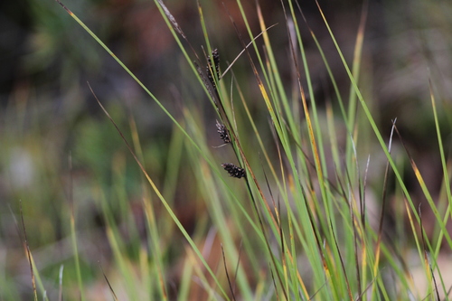 Carex nigra, 2026-09-23