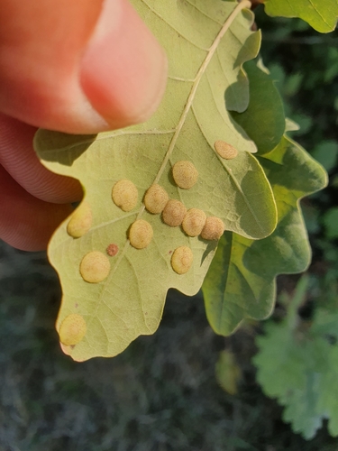 Common Spangle Gall Wasp