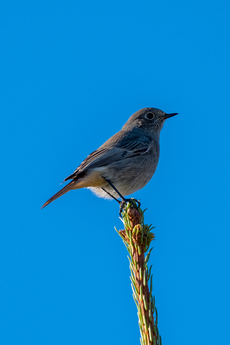 Black Redstart