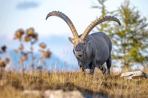 Alpine Ibex