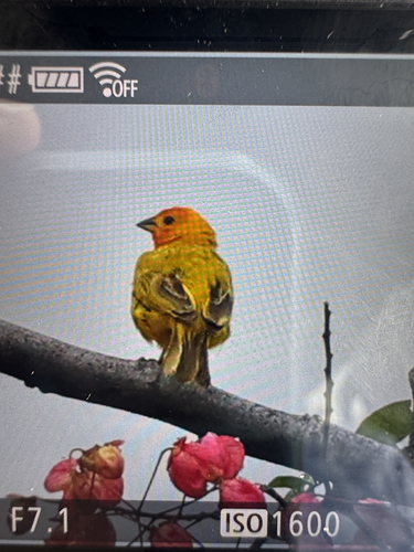 Saffron Finch