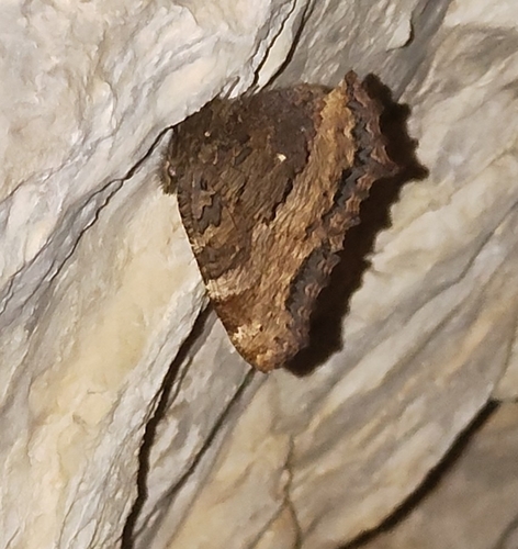 Large Tortoiseshell