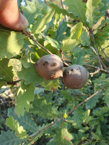 Andricus quercustozae