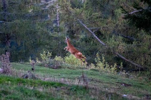 Western Roe Deer