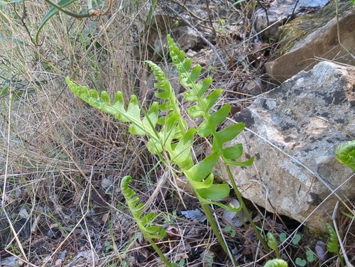 southern polypody