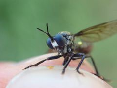 Dioctria atricapilla