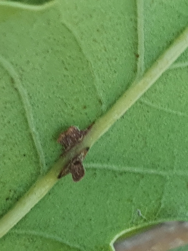 Oyster Gall Wasp