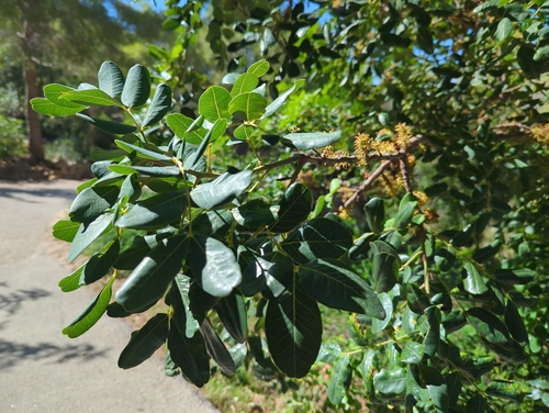 carob tree