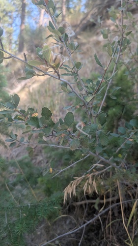 Cercocarpus montanus, photograph 4