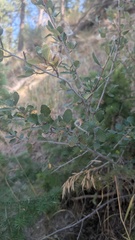 author not stated, no rights reserved Cercocarpus montanus, photograph author not stated, no rights reserved
