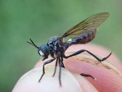 Dioctria atricapilla