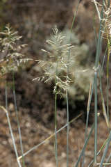 Eragrostis australasica