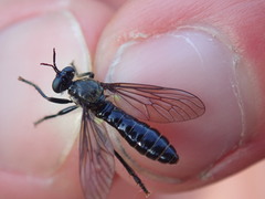 Dioctria atricapilla