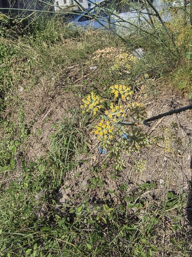 fennel
